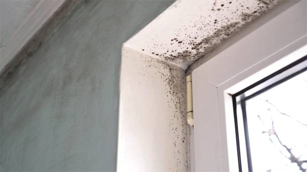 Best Affordable Mold Removal  in Roanoke, TX