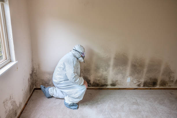 Best Mold Removal Process  in Roanoke, TX